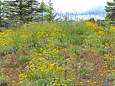 cone peak flowers 1 graphic